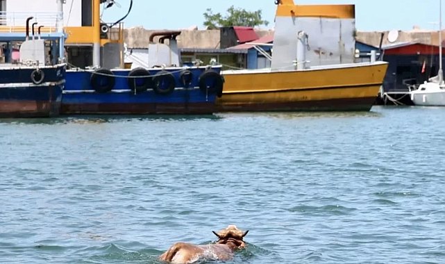 Giresun'da denize atlayan kurbanlık, balıkçı kulübesinde yakalandı