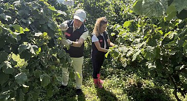 Giresun'da Kahverengi Kokarca ile biyolojik mücadele sürüyor