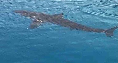 Gökova Körfezinde Beyaz Kum Köpekbalığı sürprizi