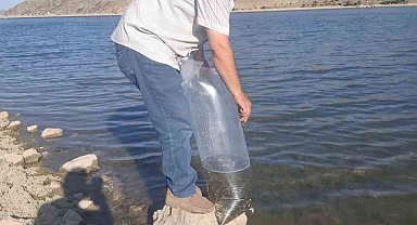 Göletlere 85 bin yavru sazan balığı bırakıldı