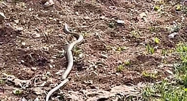 Gölgesine oturduğu ağaçta dev yılanla göz göze geldi, o anları kaydetti