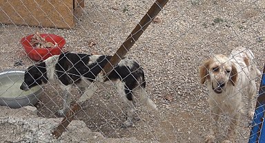 Gönüllüler hasta ve yaşlı sokak hayvanları için koruma alanı yaptı