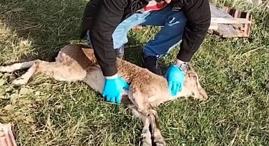 Gümüşhane'de baygın bulunan yaban keçisi kalp masajıyla hayata döndürüldü