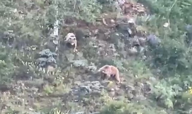 Gümüşhane'de köye inen ayılar böyle görüntülendi
