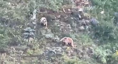 Gümüşhane'de köye inen ayılar böyle görüntülendi