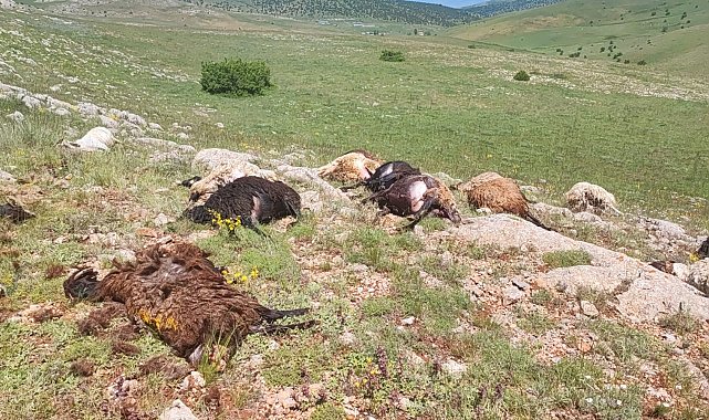 Gümüşhane'de yaylaya düşen yıldırım 18 koyunu telef etti