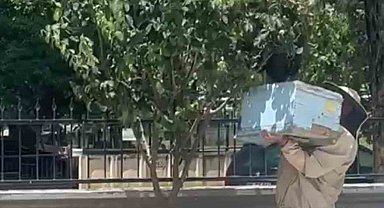 Güvenlik görevlisi oğul veren arıları kovana aldı
