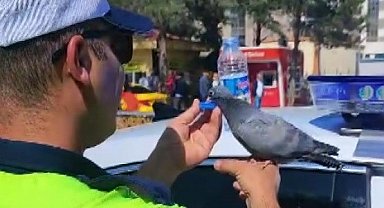 Güvercine su içiren trafik polisi merhametiyle yürekleri ısıttı