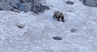 Hakkari'de dağcılar ayı ve dağ keçisi görüntüledi