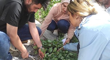 Hamur'da sebze fideleri dağıtımı gerçekleştirildi