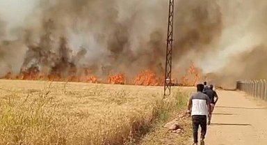 Harran Ovası'nda 40 dönüm ekili arazi yandı