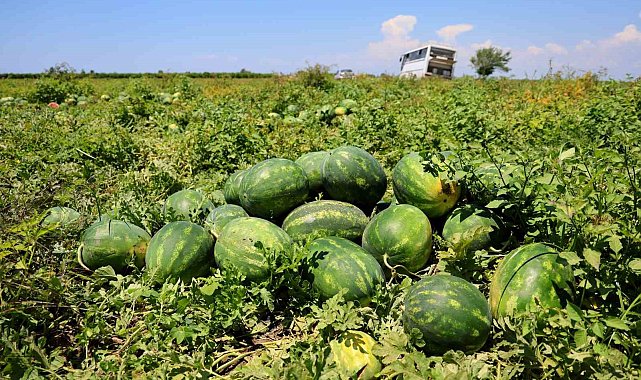 Hasadı süren karpuzun kilosu 9-10 liraya geriledi