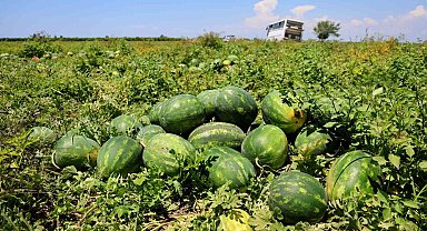 Hasadı süren karpuzun kilosu 9-10 liraya geriledi