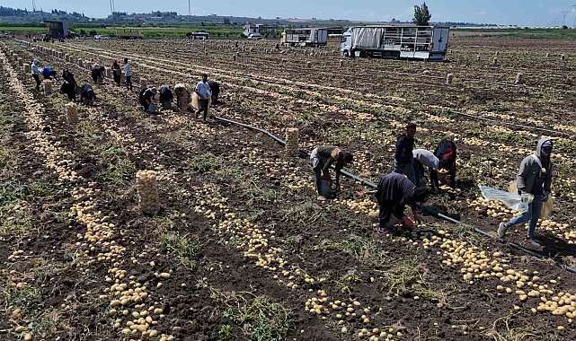 Hasadı süren patateste fiyat 7 liraya kadar geriledi