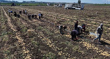 Hasadı süren patateste fiyat 7 liraya kadar geriledi