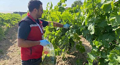 Hasat öncesi pestisit denetimi