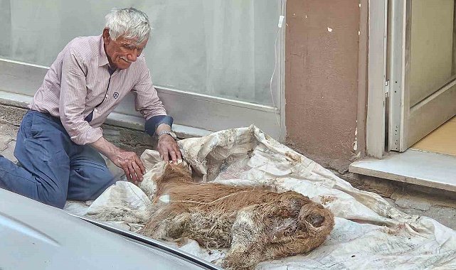 Hasta buzağısına bebek gibi sarıldı, başucunda gözyaşı dökerek bekledi