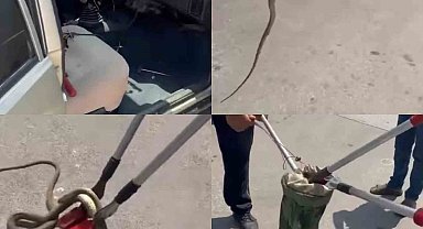 Hastane bahçesindeki otomobilden yılan çıktı