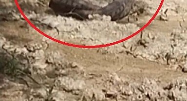 Hatay'da yılanların çiftleşme dansı kamerada