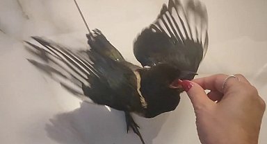 Hayatını kurtardığı yavru saksağan evladına dönüştü: Birlikte tatile gidiyorlar