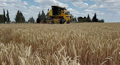 Hayrabolu'da buğday hasadı başladı
