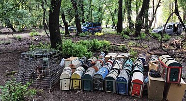 Hayvanları koruma derneği başkanı horoz dövüştürürken yakalandı