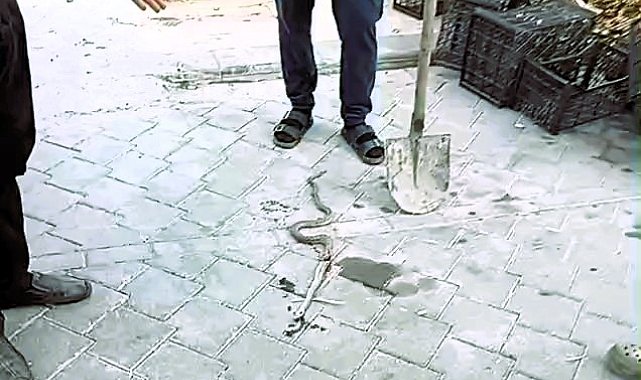 Honaz'da yılan paniği