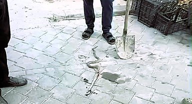 Honaz'da yılan paniği