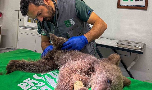 İç kanama geçiren yavru ayı tedavi altına alındı