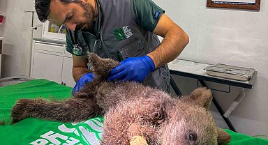 İç kanama geçiren yavru ayı tedavi altına alındı