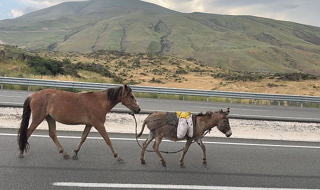 Iğdır'da sürüden ayrılan at ve eşek trafiği tehlikeye düşürdü