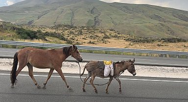 Iğdır'da sürüden ayrılan at ve eşek trafiği tehlikeye düşürdü