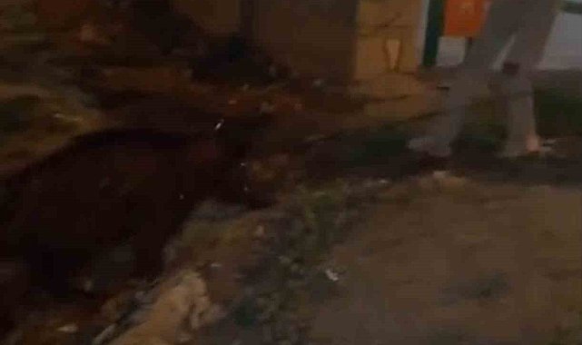 Iğdır'da yürüyüş yapan gençler, kanaldaki yaban domuzlarını kurtardı