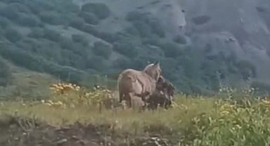 İlçe merkezine kadar inen kurt, keçiyi kaptığı gibi götürdü