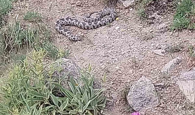 İlçede görülen zehirli engerek yılanı korkuya neden oldu
