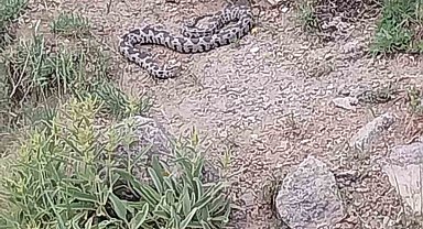 İlçede görülen zehirli engerek yılanı korkuya neden oldu