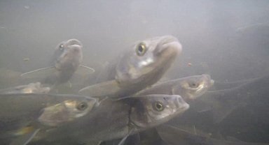 İnci kefalinin tersine göçü su altından görüntülendi