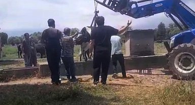 İnek oluğa sıkıştı, köylüler seferber oldu