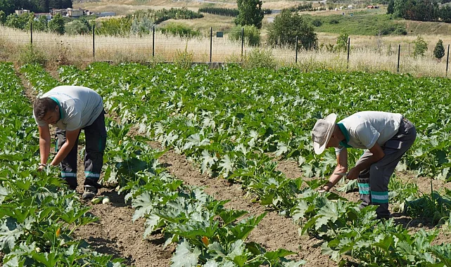 İstanbul Beylikdüzü'nde yaşam bahçesinde hasat zamanı