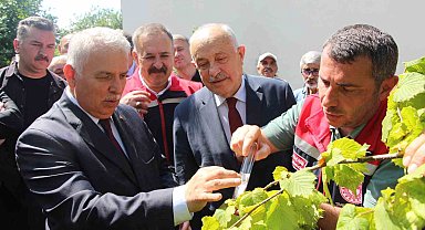 İstilacı kokarcaya karşı samuray arısı umudu