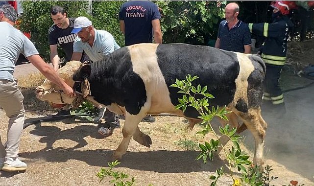 İzmarit önce otları, sonra ahırı yaktı