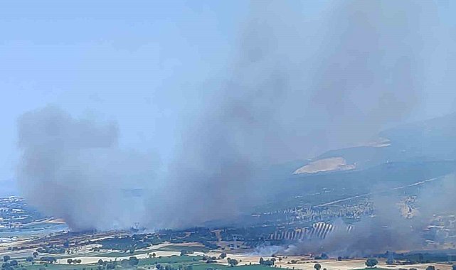 İzmir'de ormanlık alanda çıkan yangın kontrol altında