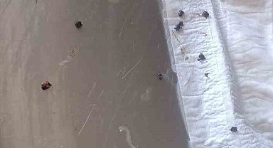 Jandarma devriye sırasında üzerinde keneler bulunan kaplumbağayı kurtardı