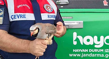 Jandarma kınalı kekliği koruma altına aldı