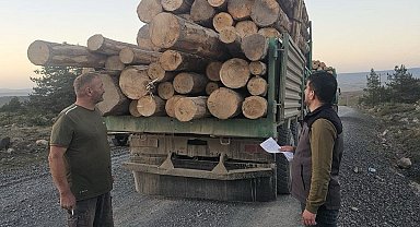 Kaçak ağaç kıyımına ağır ceza