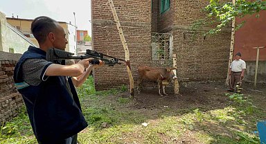 Kaçan düve, kurban timi tarafından yakalandı