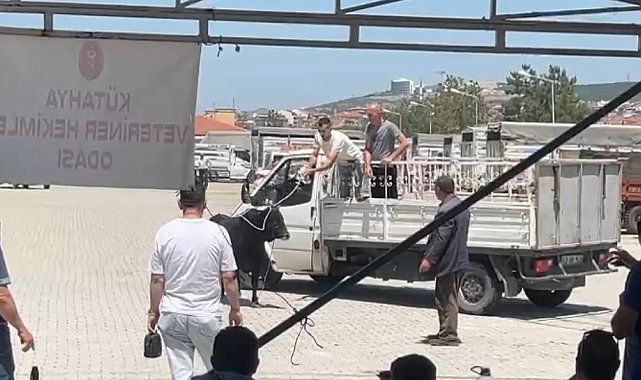 Kaçan kurbanlık ekipleri harekete geçirdi