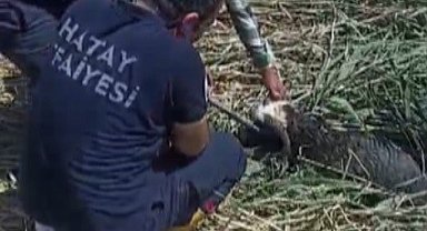 Kaçarak çamura saplanan kurbanlık koyunları itfaiye kurtarıldı