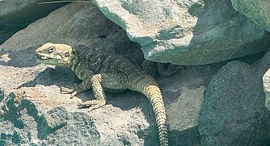 Kafkas keleri Ağrı Dağı eteklerinde beslenirken görüntülendi