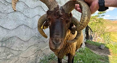 Kağızman'da 4 boynuzlu koç ilgi odağı oldu